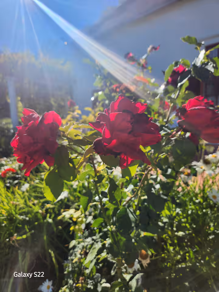 the garden at De Kleine Kaap